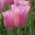 Tulipany Mistress - 3 ks v balení