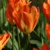 Tulipany Orange Emperor - 3 ks v balení