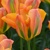 Tulipany Orange Marmelade - 3 ks v balení