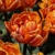 Tulipany Orange Princess - 2 ks v balení