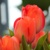 Tulipany Van Eijk Orange - 3 ks v balení