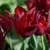Tulipany Pacific Pearl - 3 ks v balení