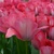 Tulipany Pink Sound - 3 ks v balení