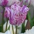 Tulipany Purple Circus - 3 ks v balení