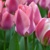 Tulipany Purissima Purple - 3 ks v balení