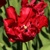 Tulipany Red Madonna - 2 ks v balení