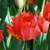 Tulipany Rebbedoes 1ks