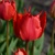 Tulipany Rebbedoes 1ks