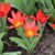 Tulipany Scarlet Baby - 3 ks v balení