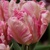 Tulipany Parrot Silver - 2 ks v balení