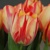 Tulipany Sprig Break - 3 ks v balení