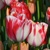 Tulipany Spring Rembrandt - 2 ks v balení