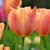 Tulipany Stunning Beauty 1ks