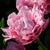 Tulipany Sugar Crystal - 3 ks v balení