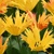 Tulipany Sunny Leo 1ks
