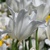 Tulipany White Triumphator - 3 ks v balení