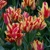 Tulipany Club Wonder - 3 ks v balení