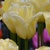 Tulipany World Friendship - 3 ks v balení