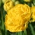 Tulipany Yellow Pomponette - 3 ks v balení