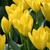 Tulipany Purissima Yellow - 3 ks v balení