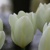 Tulipany Purissima White - 3 ks v balení