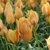 Tulipany Bright Gem - 5 ks v balení