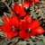Tulipany Red Hunter - 3 ks v balení