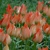 Tulipany Salmon Gem - 3 ks v balení