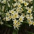 Tulipany Turkestanica - 5 ks v balení