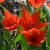 Tulipany Zwanenburg Variety - 5 ks v balení
