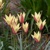 Tulipany Tinka - 5 ks v balení