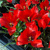 Tulipany Linifolia - 5 ks v balení