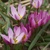 Tulipany Humilis - 5 ks v balení