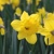 Narcis Standard Value - 5 ks v balení