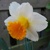 Narcis Orange Sunset - 3 ks v balení