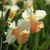 Narcis Pink Parasol 1ks