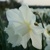 Narcis Broughshane 1ks