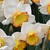 Narcis Hawaiian Skies 1ks