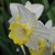 Narcis Sweet Harmony 1ks