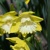 Narcis Greengarden 1ks