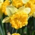 Narcis Beowulf 1ks