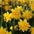 Narcis Tete Deluxe - 5 ks v balení