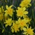 Narcis Odorus Plenus - 5 ks v balení
