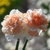 Narcis Flower Surprise 1ks