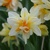 Narcis Richard Bennet 1ks