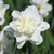 Narcis Easter Born 1ks