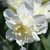 Narcis Amira 1ks