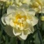 Narcis Manly 1ks