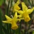 Narcis February Gold - 3 ks v balení