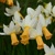 Narcis Winter Waltz - 2 ks v balení